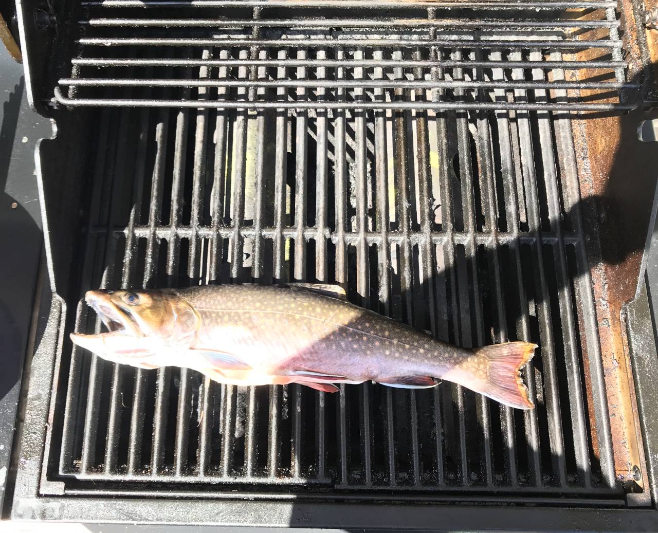 Truite mouchetée au barbecue